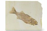 Uncommon Fish Fossil (Mioplosus) - Wyoming #356726-1